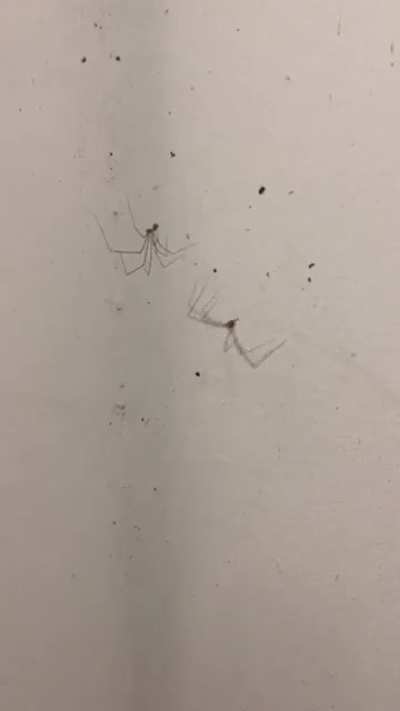This spider is also be gettin’ down with it