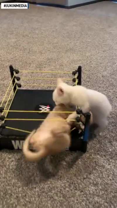 CAT ARENA!