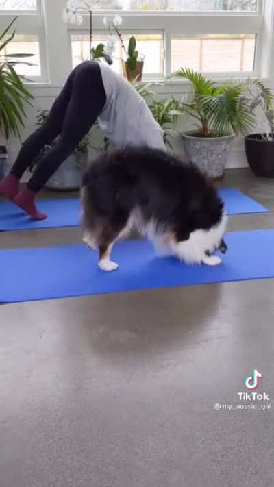 Yoga with Dog !!!