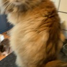 Fooled my Siberian 