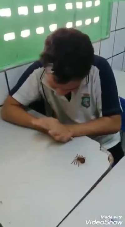 Origem do miranha