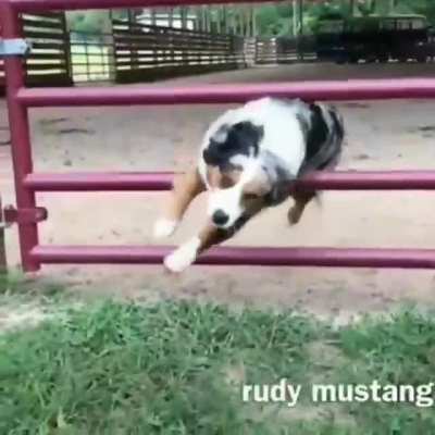 A dog and a gate