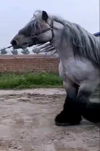 Big Boye