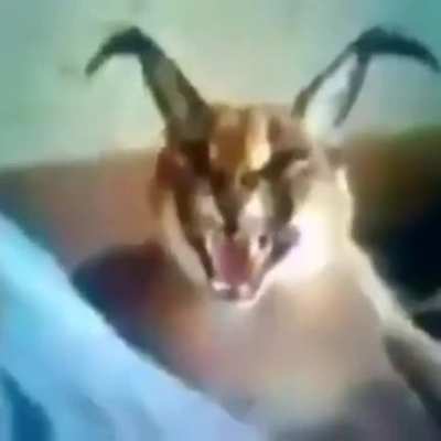 WHAT IS THIS THING