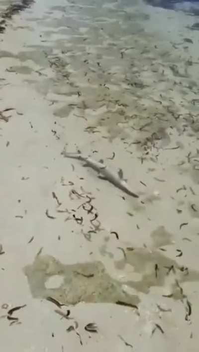 Aw! What a cute shar-