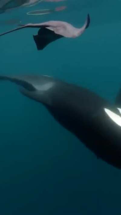 The killer whale 