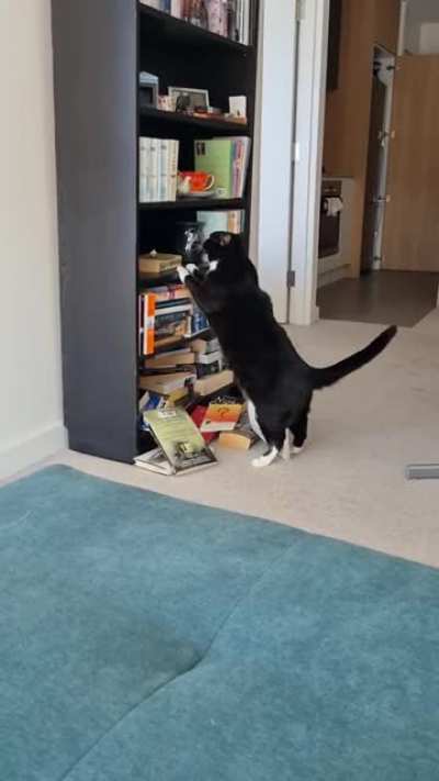 Cat is redecorating