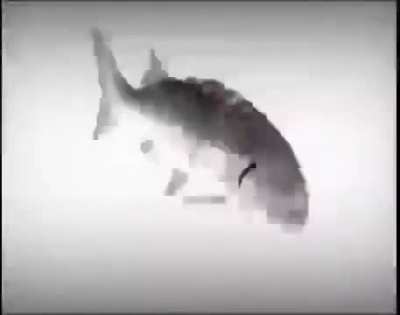 fish