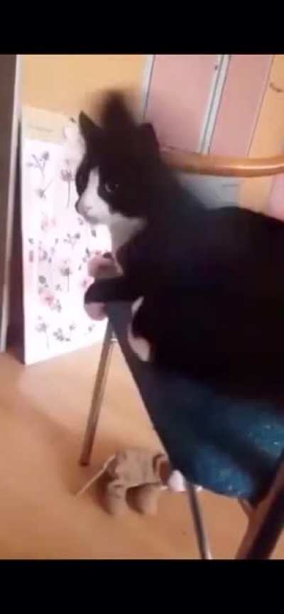 Cat slapping its self in the face with its tail