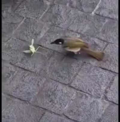 Kung Fu Mantis vs Bird