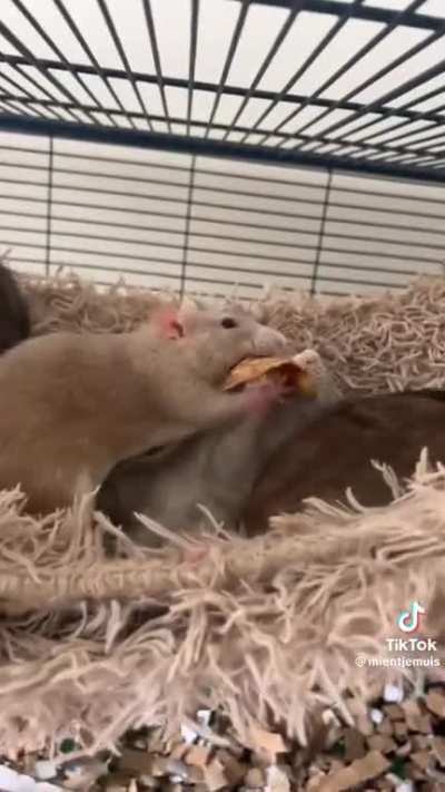 Pancake fight
