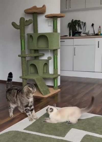 Is this fighting or playing?