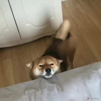 Gooooood morning fren!