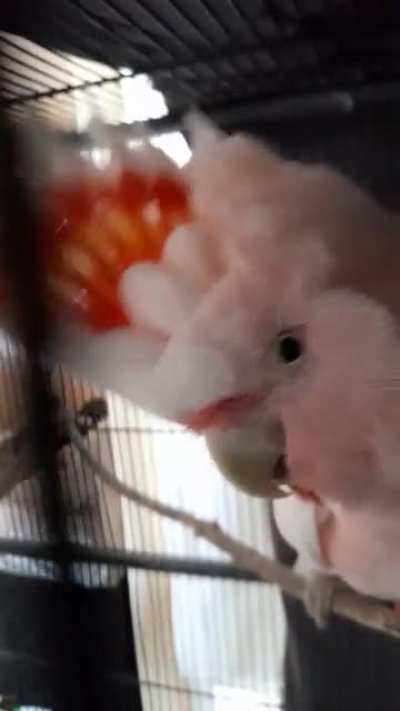 When peekaboo goes wrong before bed [loud]