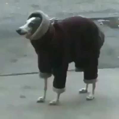 Perro facha