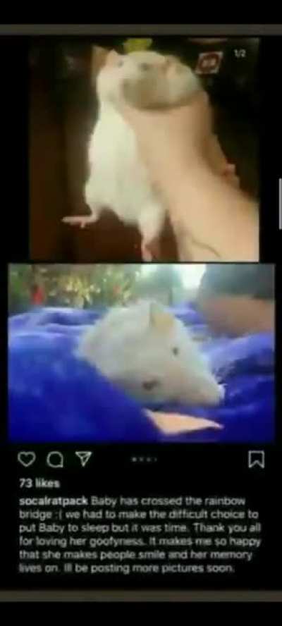 descansa en paz rata graciosa 😔🥀