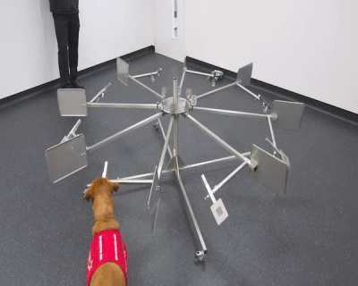 Florin, a 4 y/o Lab., is teaching machines to sniff out cancer. She examines a carousel containing urine from men w/ or w/o prostate cancer and makes a cancer-positive verdict by standing at the sample. Her diagnosis informs an AI algorithm w/ the goal of