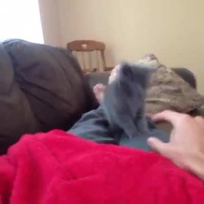 Scaredy cat