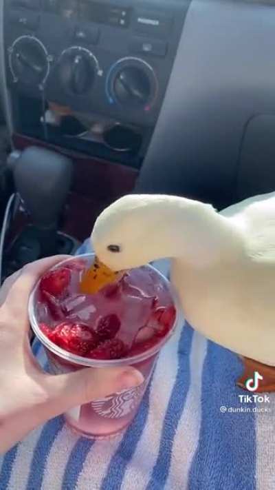 Duck enjoying strawberries in water
