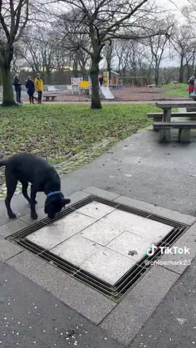 Dog composing a song