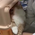 I’m not drunk, you’re drunk..