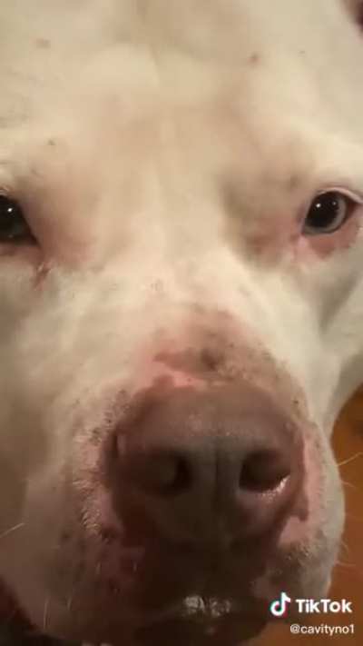 Noo el perro