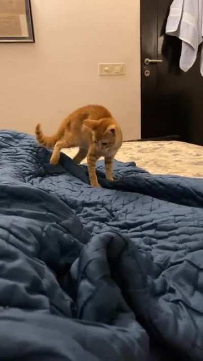 He wasn't expecting to be petted from behind!