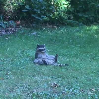 This raccoon in a park near me