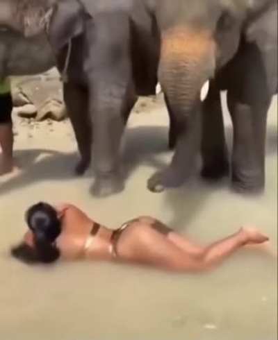 Любоп<wbr>ытный слоник