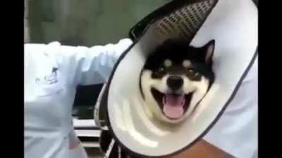 dog no veterinário