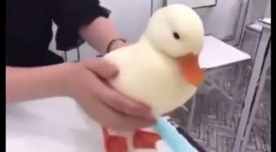 A cute birb