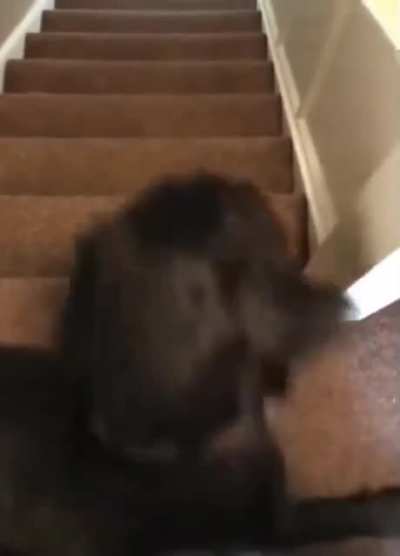 That's one way to scratch the itch