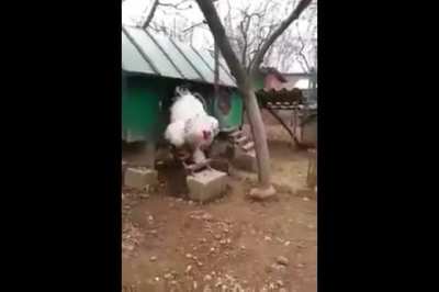 This massive Cock