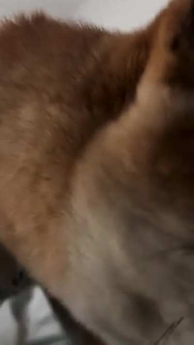 POV : your dog trying to wake you up