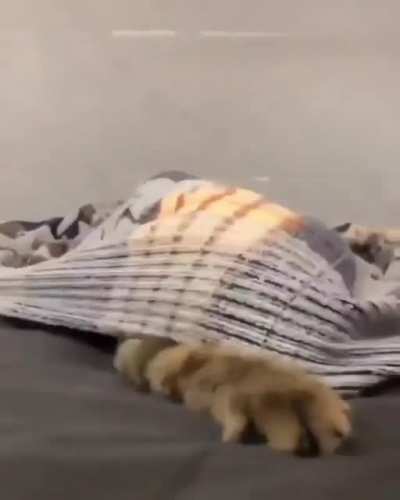 Ein Deckentiger