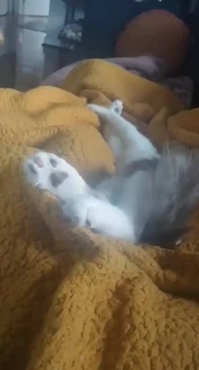 My little gent had a nightmare and scared himself awake.