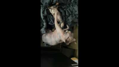 Two naked ladies slapping each other. I love the sound!