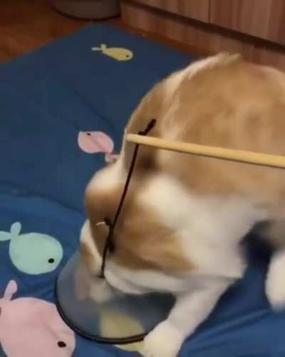 When the cat won’t let you put on their cone