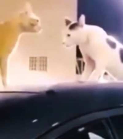 Cat are bastard