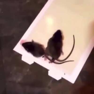 RIP rats
