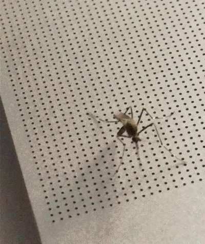 Stupid mosquito sucks laptop’s blood