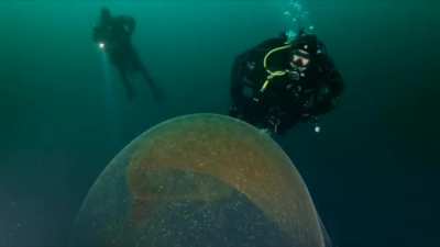 🔥 Massive Bigfin (Ghost) Squid Egg