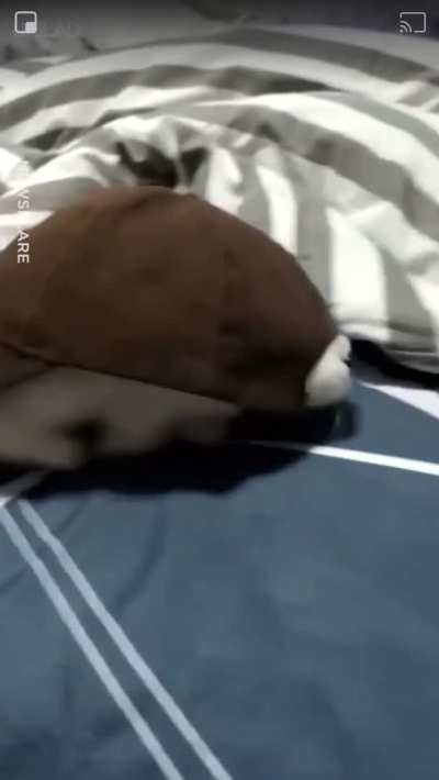 cat hat