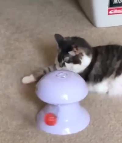 I've given up with buying my cat toys