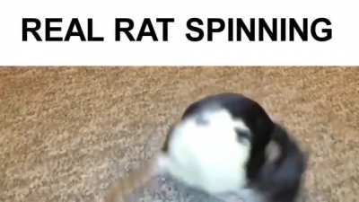 Real Spinning Rat