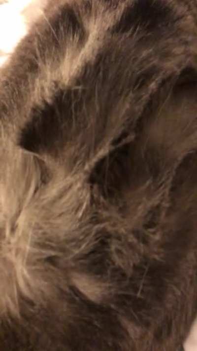 Memory fur