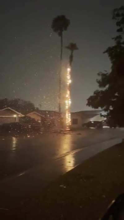 Palm tree on fire after a lightning strike during a monsoon in Scottsdale, AZ