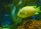 This normal fish