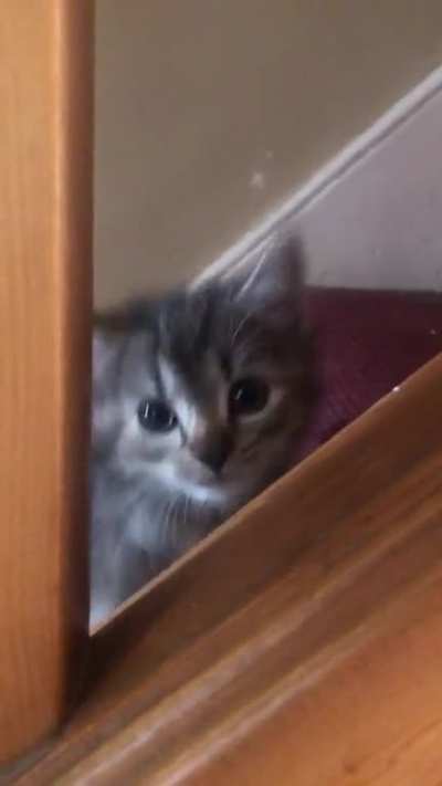 Kitten pats