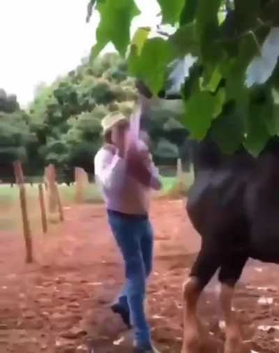 The dog in the background is thinking...